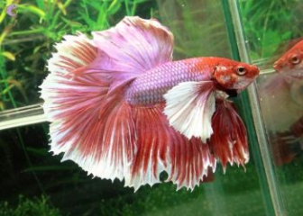 Cá Betta - Thông tin về loài cá cảnh đẹp, dễ nuôi nhất