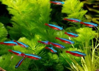 Cá Neon tetra - Tìm hiểu ngoại hình, tập tính & cách chăm sóc