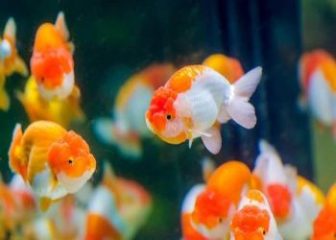 Cá Ranchu - Tìm hiểu ngoại hình, tập tính, cách nuôi từ A-Z