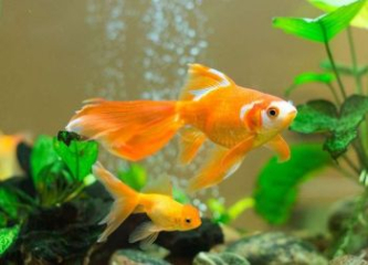 Cá Vàng - Đặc điểm, cách nuôi và ý nghĩa trong phong thủy
