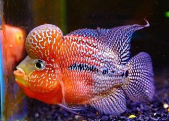 Cá La Hán - Tìm hiểu nguồn gốc, bí kíp lên đầu, lên màu đẹp
