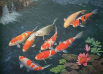 Cá Koi – Đặc điểm, Ý nghĩa & Cách nuôi chuẩn phong thủy