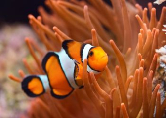 Cá Nemo (Cá hề) - Tìm hiểu loài cá cảnh biển đáng yêu, dễ nuôi