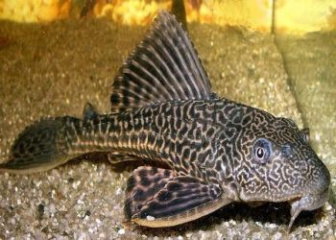 Cá Pleco - Tìm hiểu thông tin, đặc điểm, tập tính cá lau kiếng