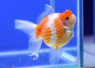 Cá Ping Pong - Tìm hiểu chi tiết về loài cá vàng cute, đáng yêu