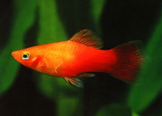 Cá Mún - Đặc điểm, tập tính cách chăm sóc loài cá cảnh quốc dân