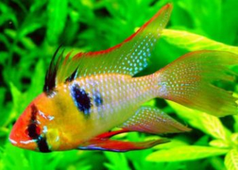 Cá phượng hoàng - Tìm hiểu loài cá cảnh đẹp, sặc sỡ, dễ nuôi