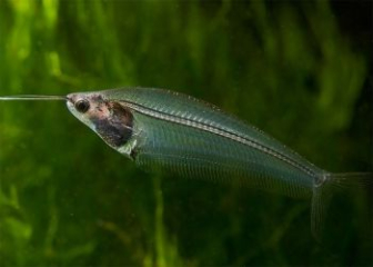 Cá thủy tinh Kryptopterus vitreolus - Loài cá cảnh trong suốt