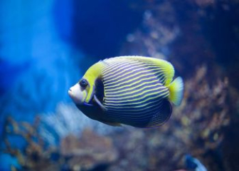 Cá Hoàng đế (Emperor Angelfish) - Đặc điểm, tập tính và cách chăm sóc