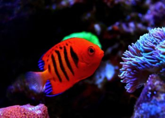 Cá Thiên Thần Lửa (Flame Angelfish) - Loài cá biển sặc sỡ