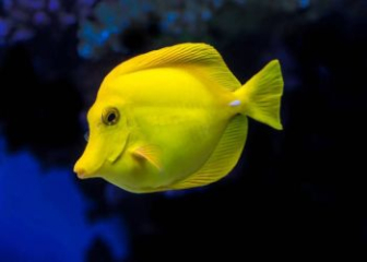 Cá đuôi gai vàng (Yellow Tang) - Hướng dẫn nuôi chi tiết A - Z