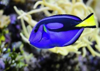 Cá nẻ xanh (Blue Tang/Dory) - Đặc điểm, cách nuôi, giá bán
