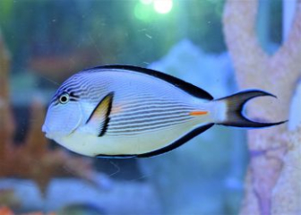 Cá bá tước (Sohal Tang) - Hướng dẫn cách chăm sóc từ A - Z