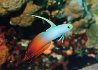 Cá bống cờ lửa (Firefish Goby) - Loài cá cảnh biển nhỏ xinh