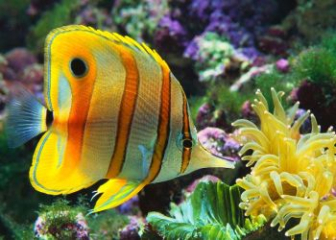 Cá bướm mỏ nhọn - Đặc điểm, tập tính, bí kíp nuôi hiệu quả