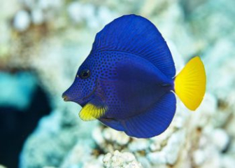 Cá Tang Tím (Purple Tang) - Đặc điểm, cách chăm sóc chi tiết