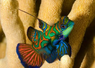 Cá trạng nguyên (Mandarin Goby) - Cá cảnh biển đẹp nhất thế giới