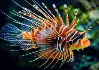 Cá Sư Tử (Lionfish) - Tìm hiểu loài cá cảnh đẹp nhưng có độc