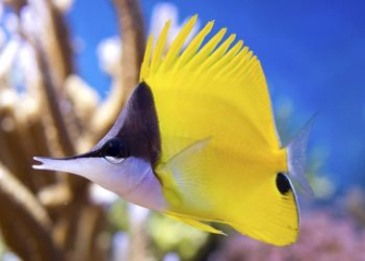 Cá chim sâu (Yellow Butterflyfish) - Tập tính, cách chăm sóc
