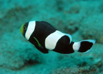 Cá hề ông táo (Saddleback Clownfish) - Hướng dẫn nuôi A - Z