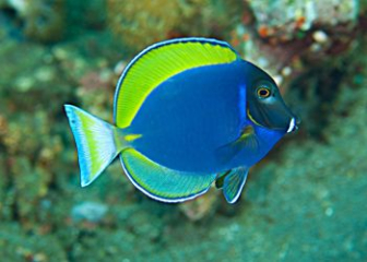 Cá nẻ Nhật (Powder Blue Tang) - Đặc điểm, tập tính, cách nuôi