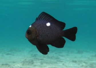 Cá Domino (Domino Damselfish) - Hướng dẫn cách nuôi hiệu quả