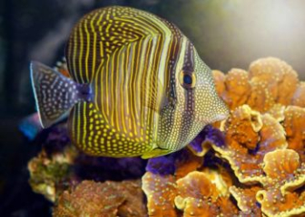 Cá chim dù (Salifin Tang) - Hướng dẫn cách chăm sóc tốt nhất