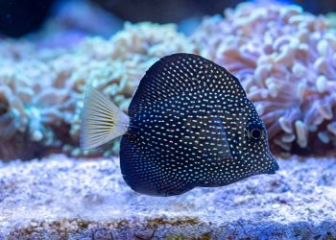 Cá Gem Tang - Dòng cá cảnh biển sang trọng, cao cấp